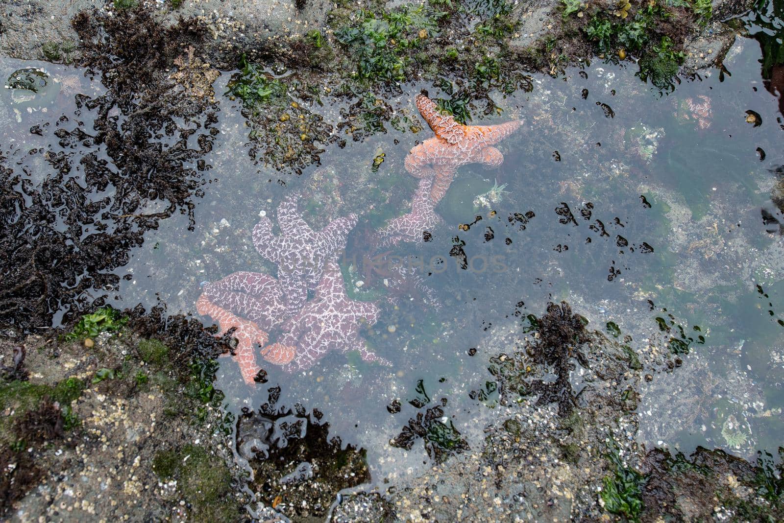 Rialto Beach Tide Pools by lisaldw