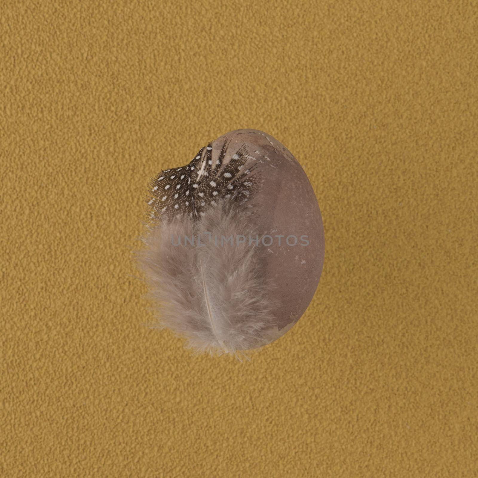 Grey painted egg with featheron yellow background.