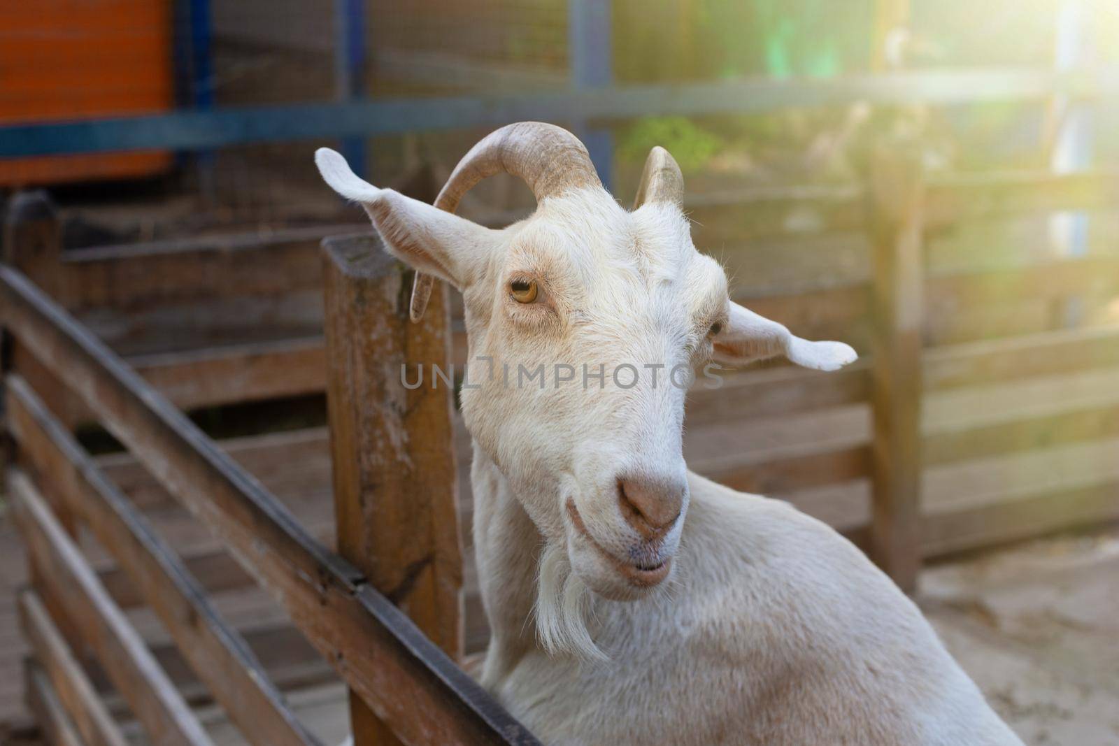 Portrait of a white goat standing in a wooden corral on a farm. Close up. Copy space