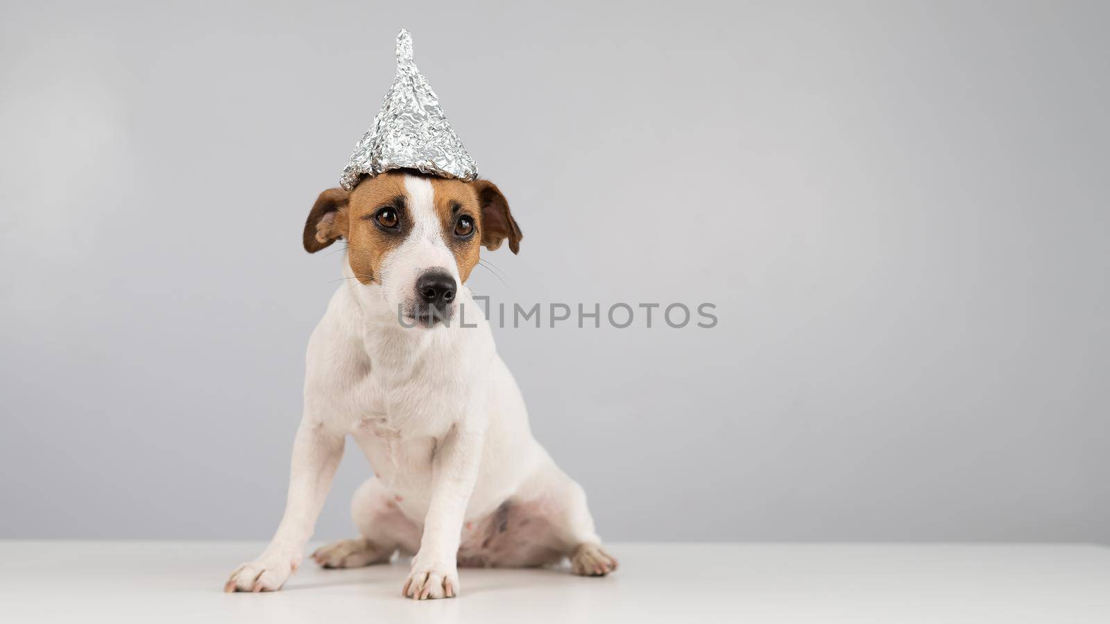 Portrait of a Jack Russell Terrier dog in a tinfoil hat on a white background
