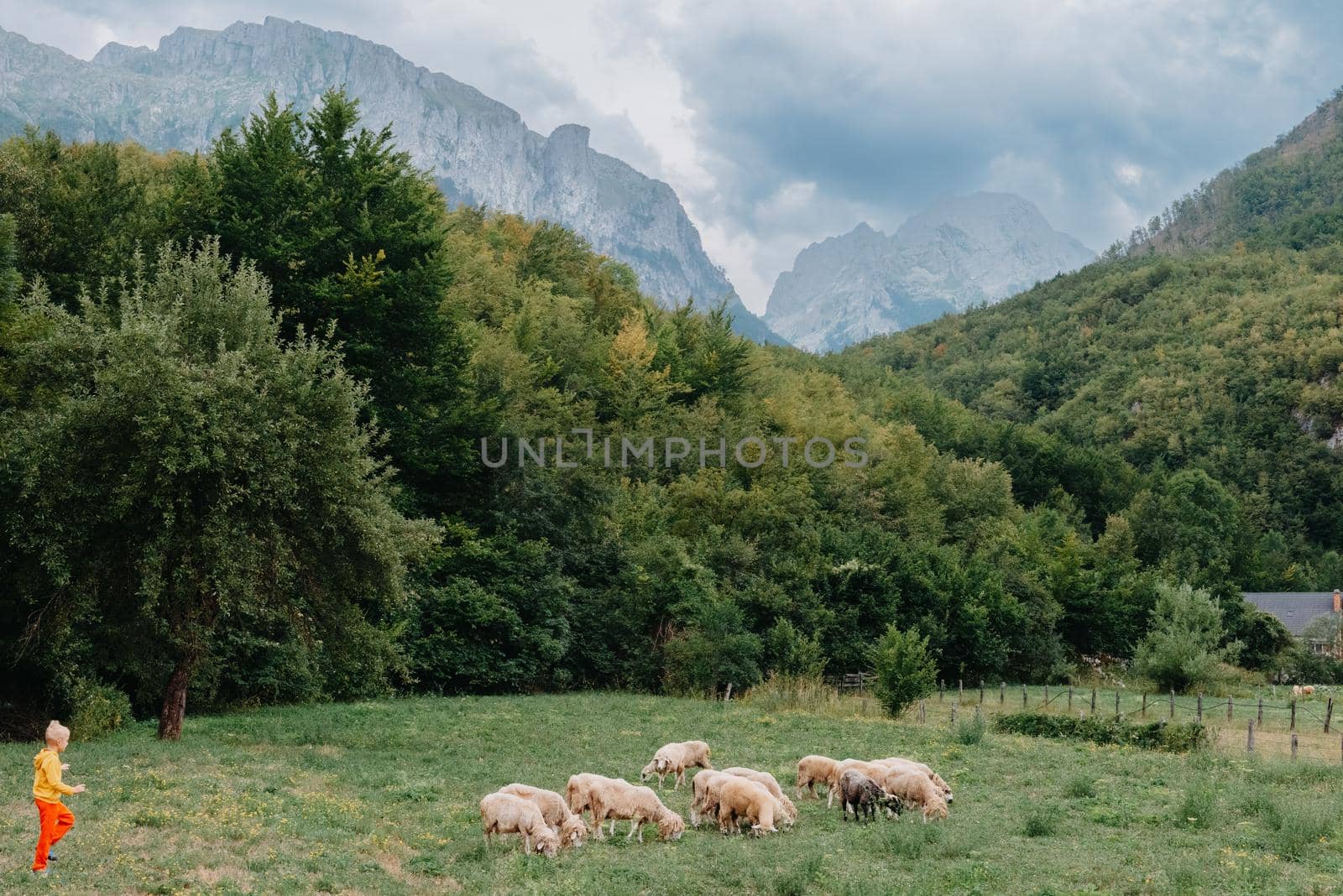 Cute little boy with a sheep on farm, best friends, boy and lamb against the backdrop of greenery, greenery background a small shepherd and his sheep, poddy and child on the grass. Little boy herding sheep in the mountains. Little kid and sheeps in mountains, childs travel learn animals.