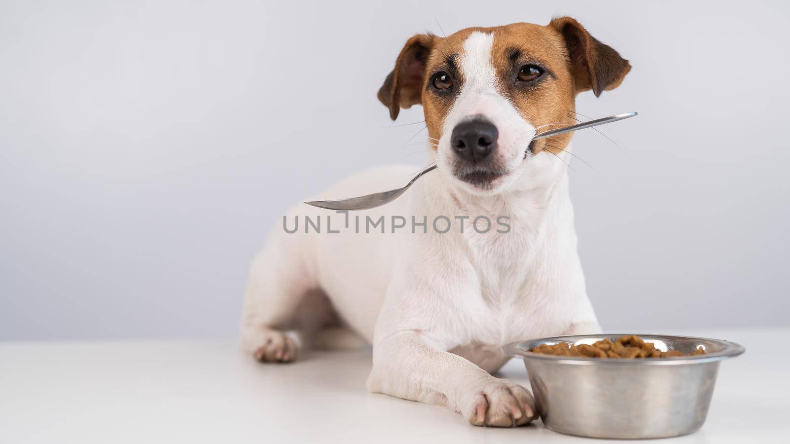 Jack Russell Terrier dog lies near a bowl of dry food and holds a spoon in his mouth on a white background
