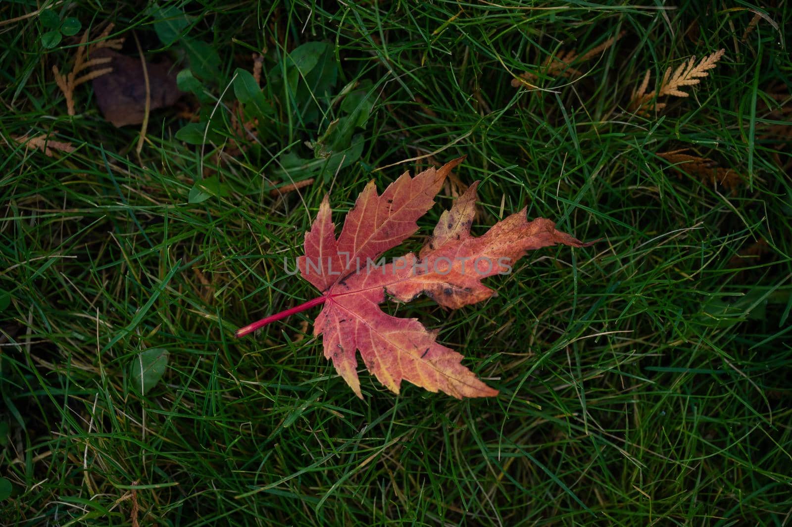 Red maple leaf on green grass. by mrwed54