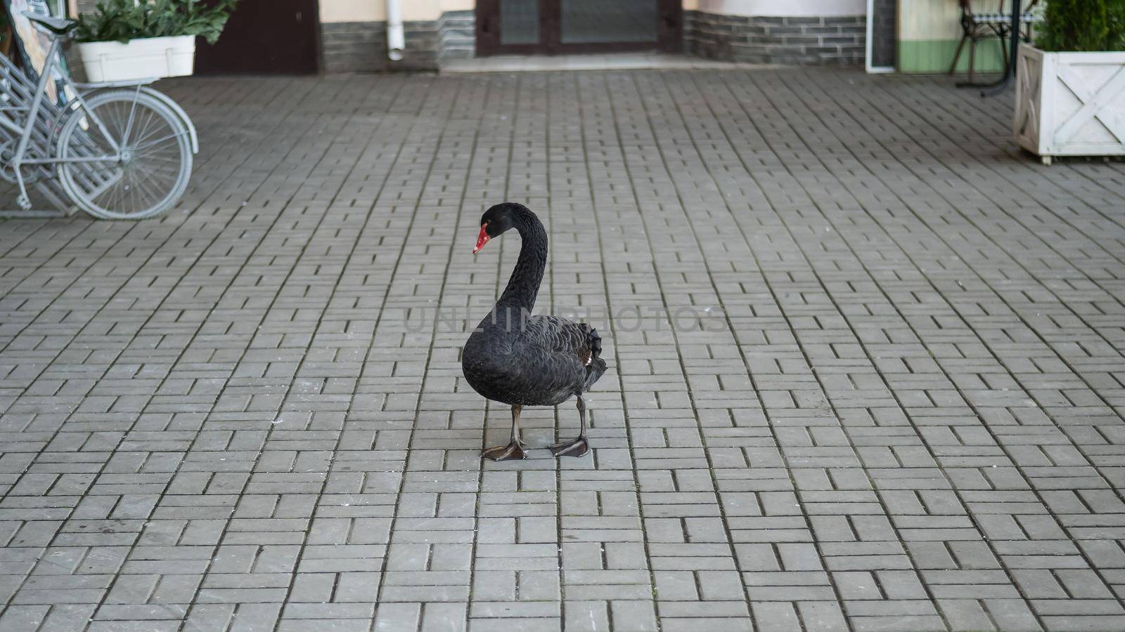 A black swan walks along the sidewalk