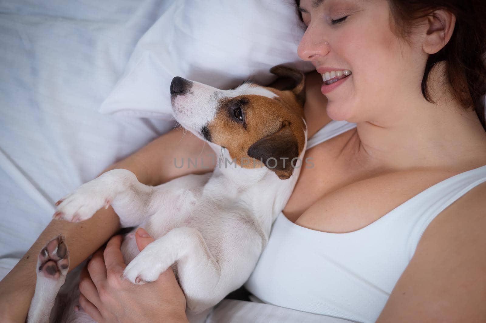 Jack Russell Terrier dog lies in an embrace with the owner in bed