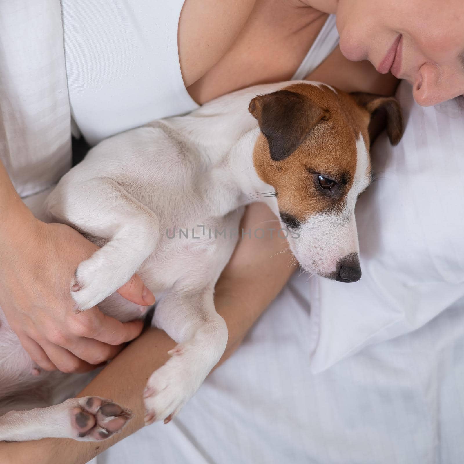 Jack Russell Terrier dog lies in an embrace with the owner in bed. by mrwed54