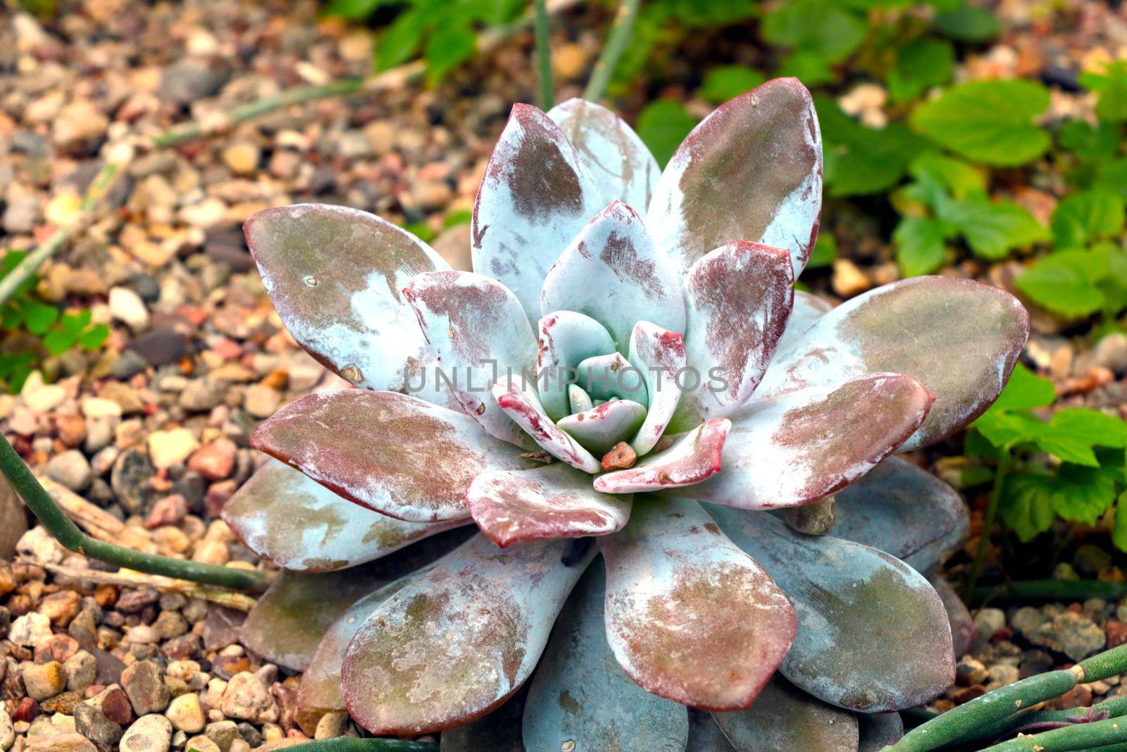 Succulents are plants whose parts are more fleshy than usual. Water retention in arid climates