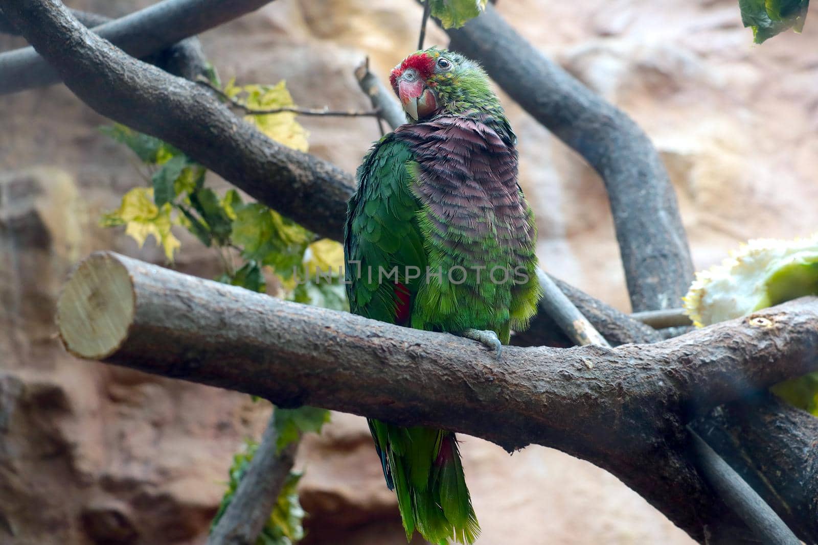 A beautiful parrot sits on a tree branch