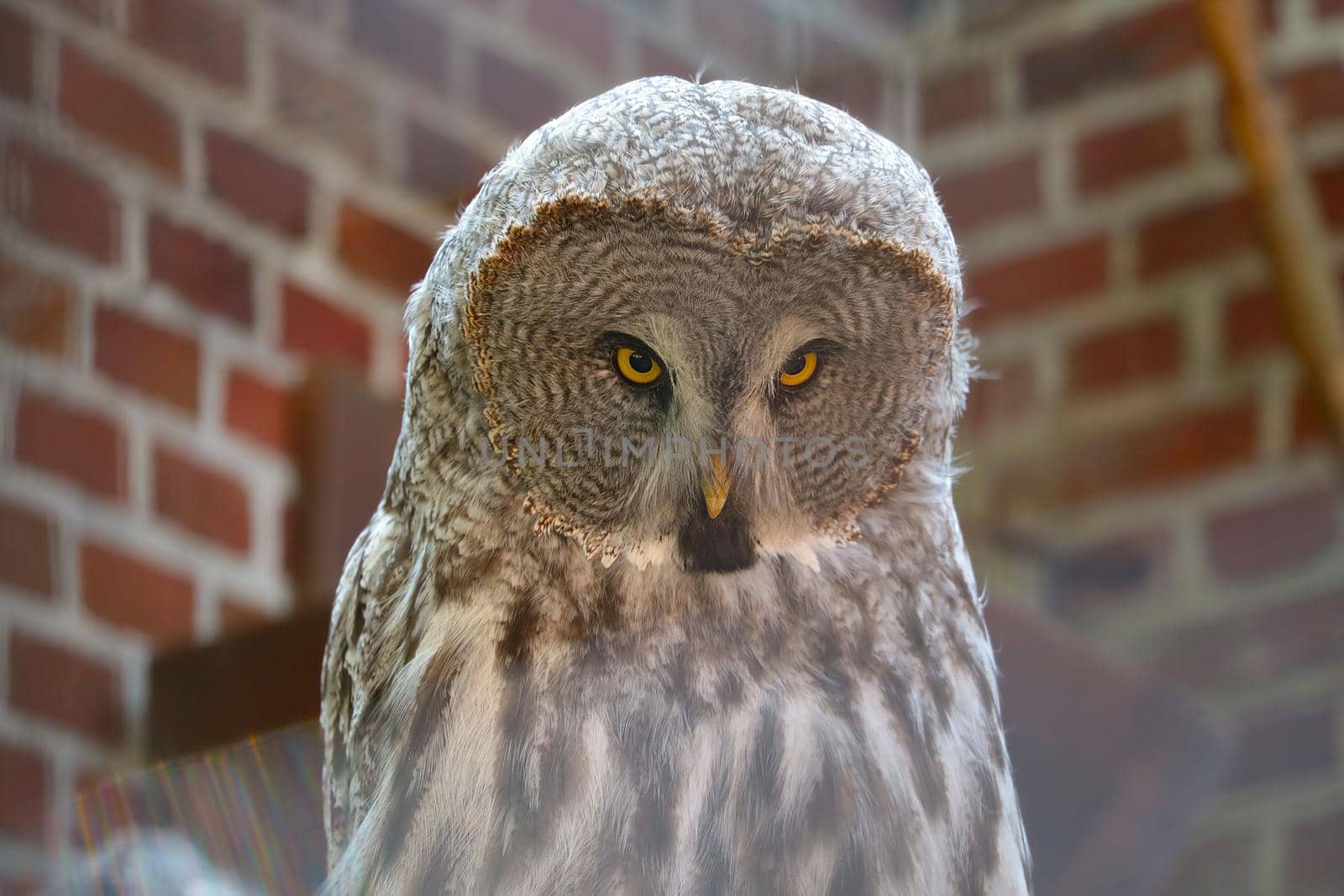 Close up on a great gray owl