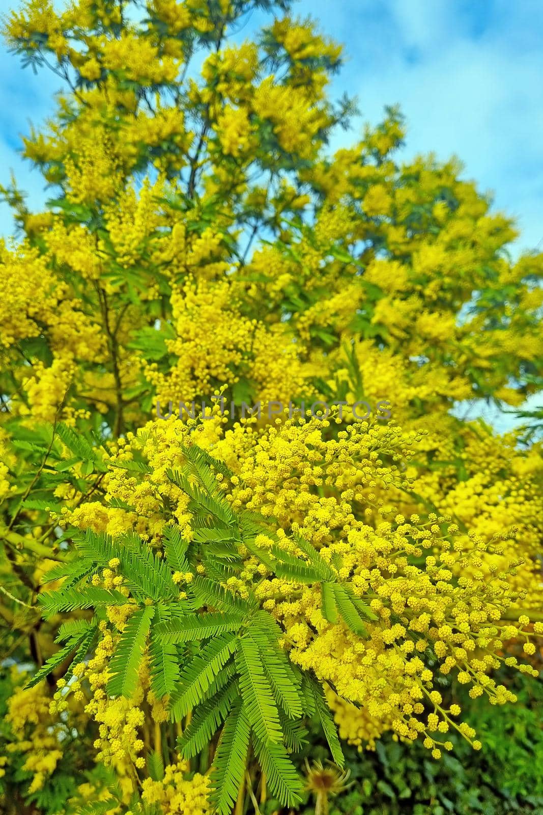 Blooming yellow acacia branch in the park in spring