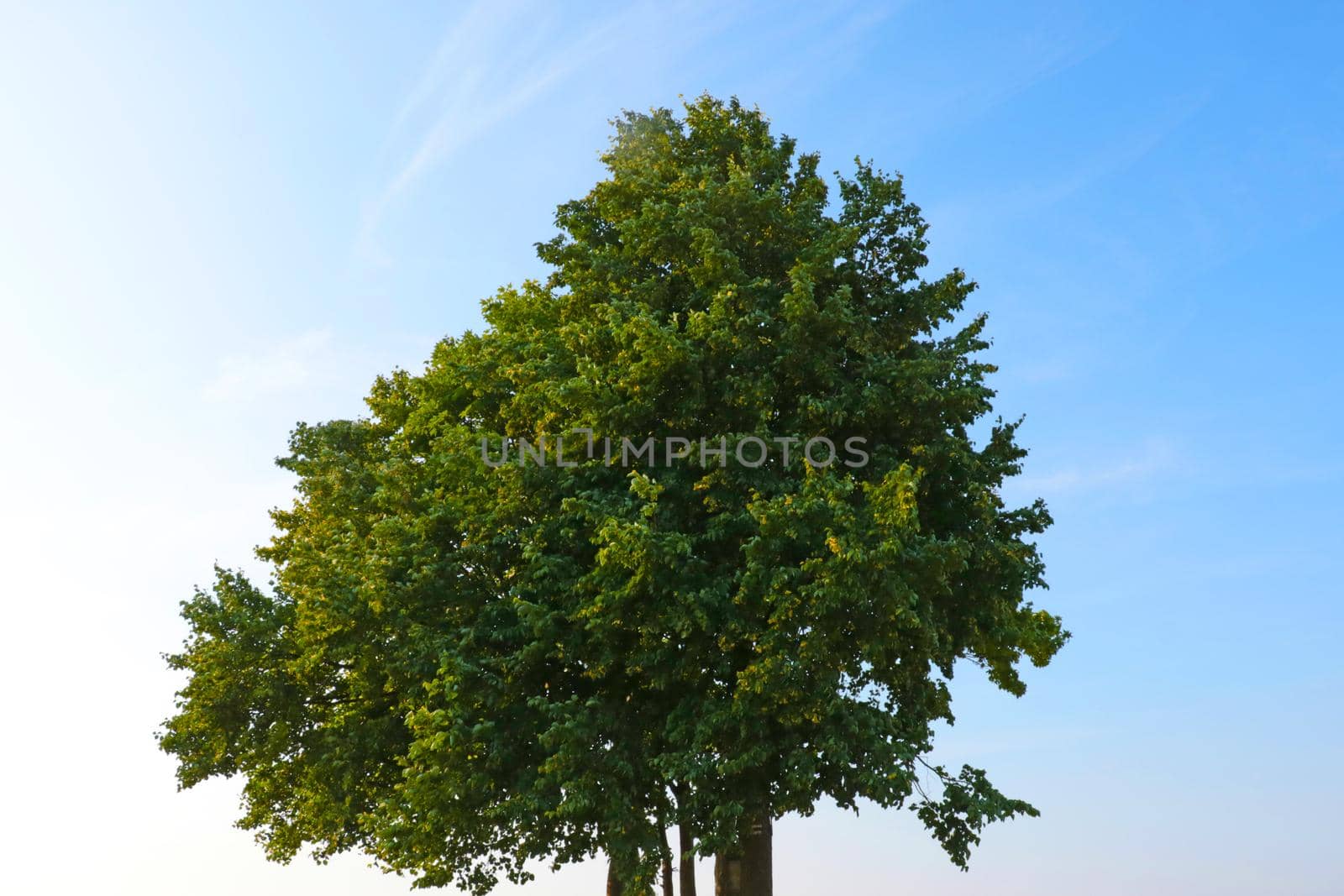 Green lone tree against the blue sky