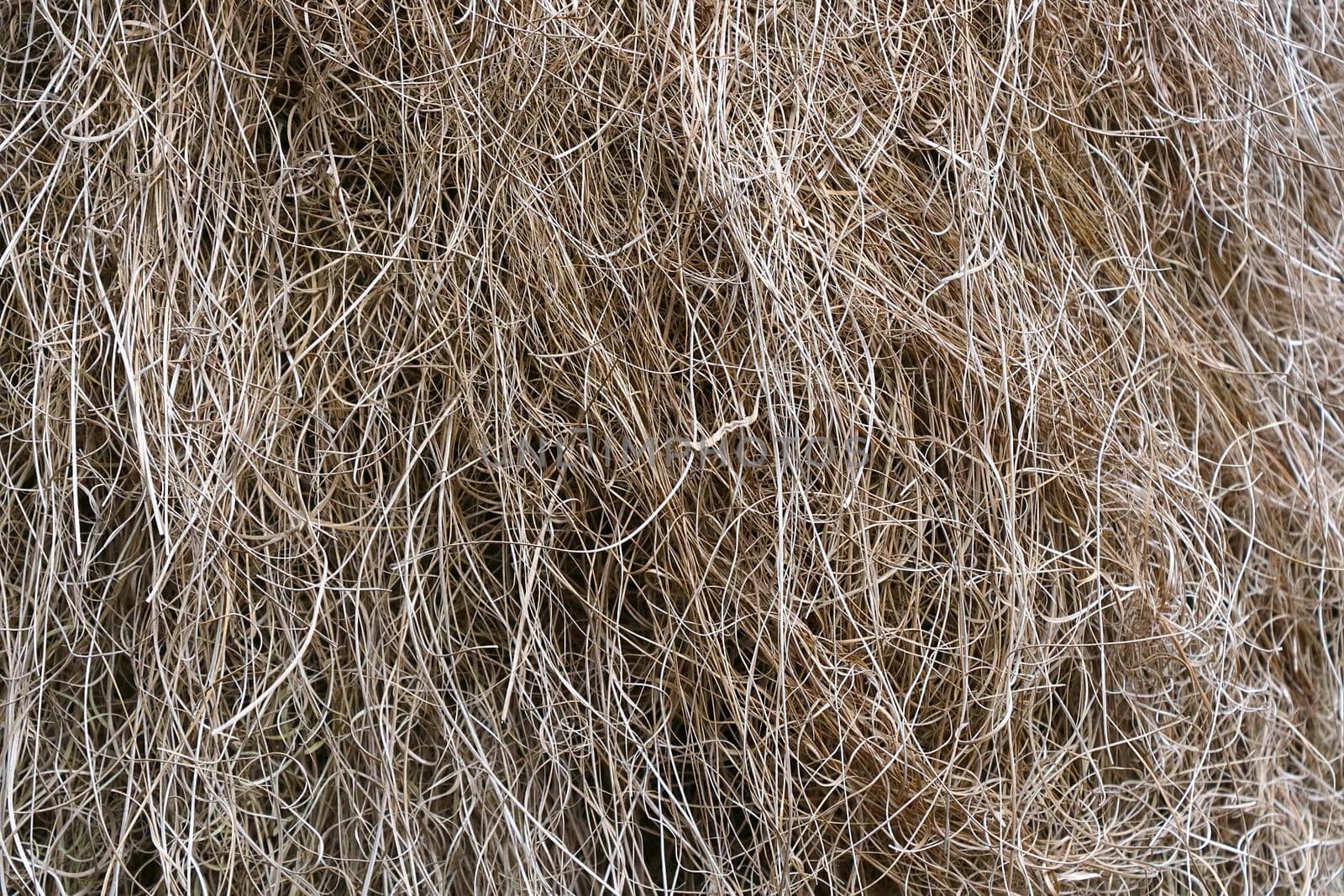 Gray hay texture. Nature background. Natural color