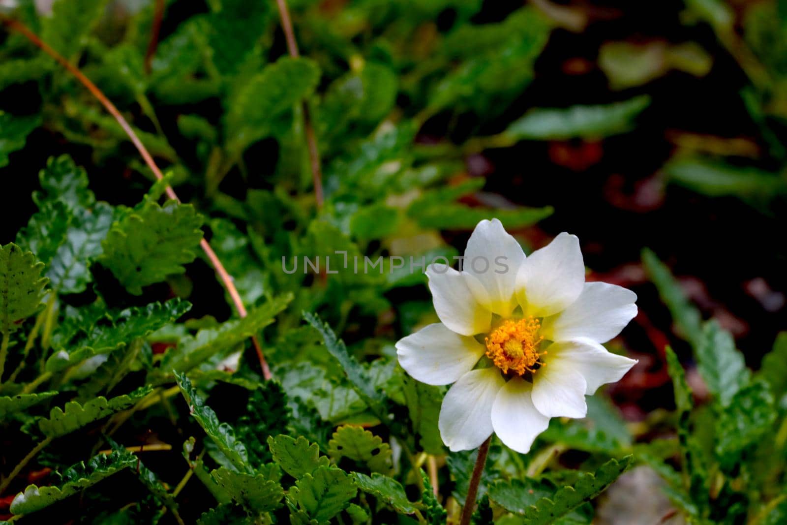 A beautiful white flower blooms on a meadow in the park