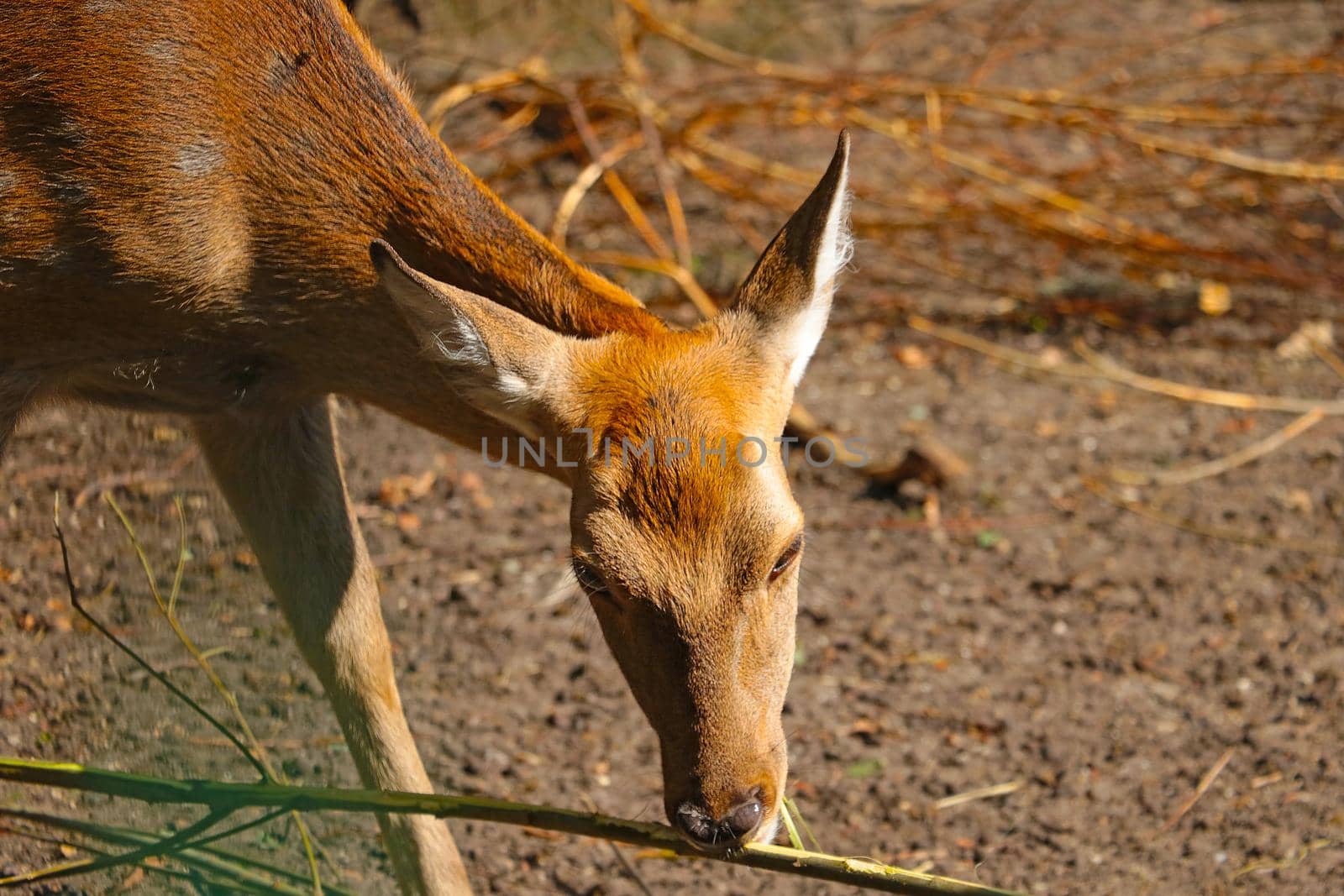 A deer removes young bark from a tree in the forest