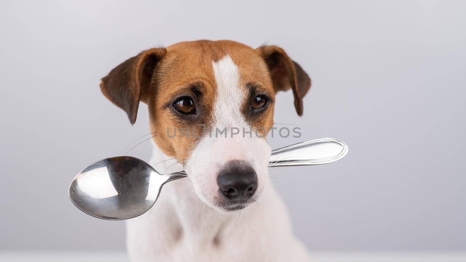 Close-up portrait of a dog Jack Russell Terrier holding a spoon in his mouth on a white background