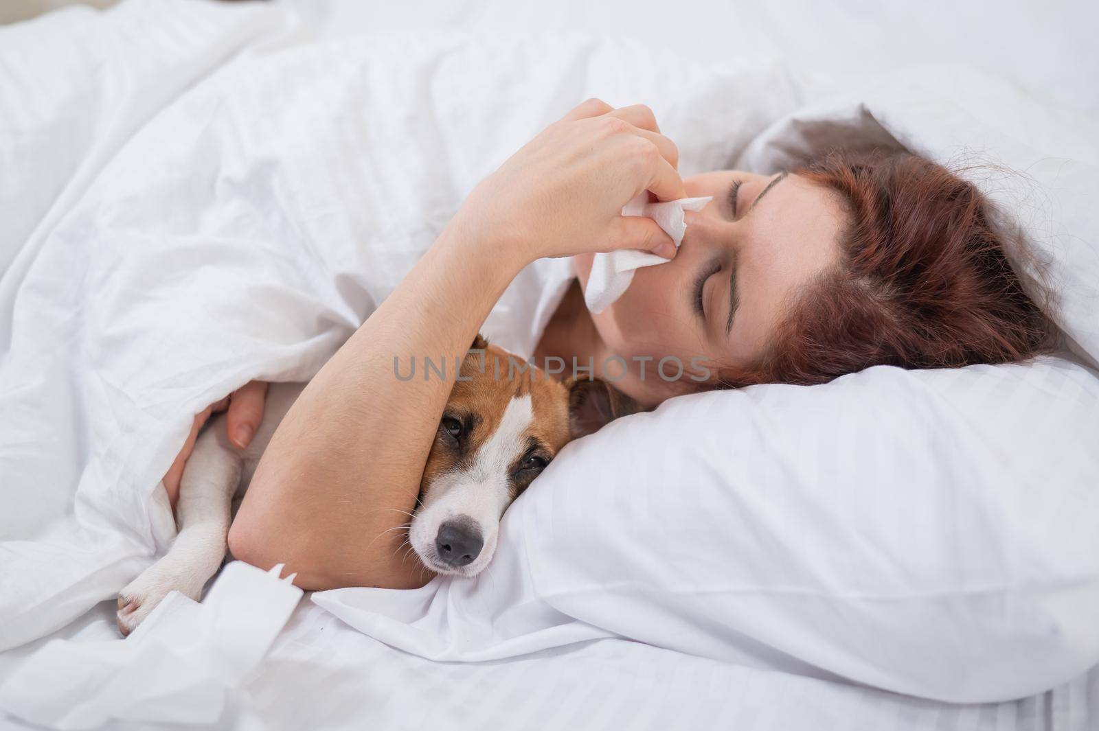 Caucasian woman is sick. A girl blows her nose in a napkin while lying in bed with a Jack Russell Terrier dog. by mrwed54