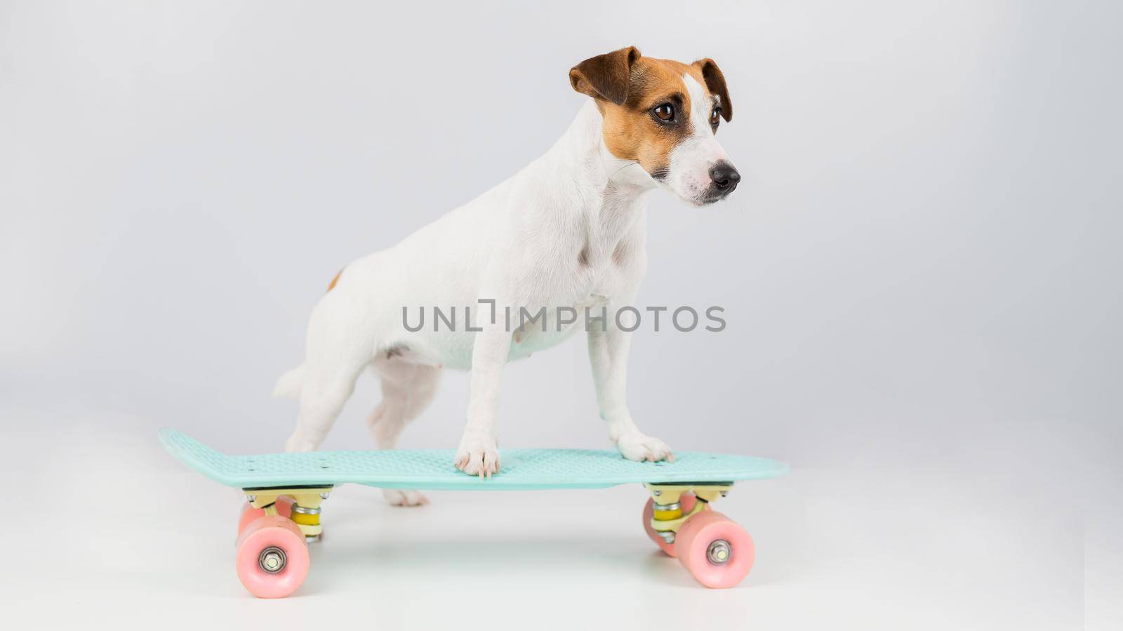 Dog on a penny board on a white background. Jack Russell Terrier rides a skateboard in the studio. by mrwed54