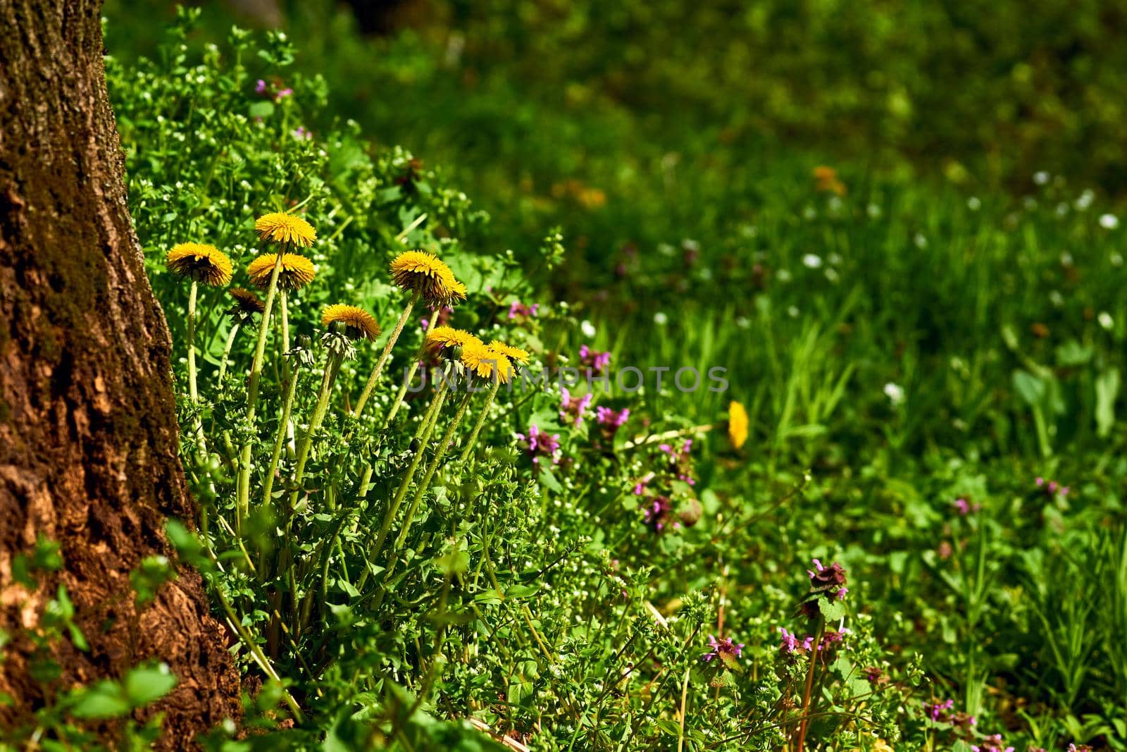 Meadow forest picture. Dandelions, honey flowers, tree and green grass by jovani68