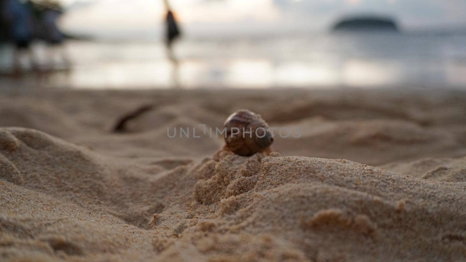 Hermit crab with cute eyes runs on the sand. Leaves footprints. Yellow sand, sunset. The rays of the sun are reflected in the sea. An island is visible in the distance. There are twigs and jellyfish