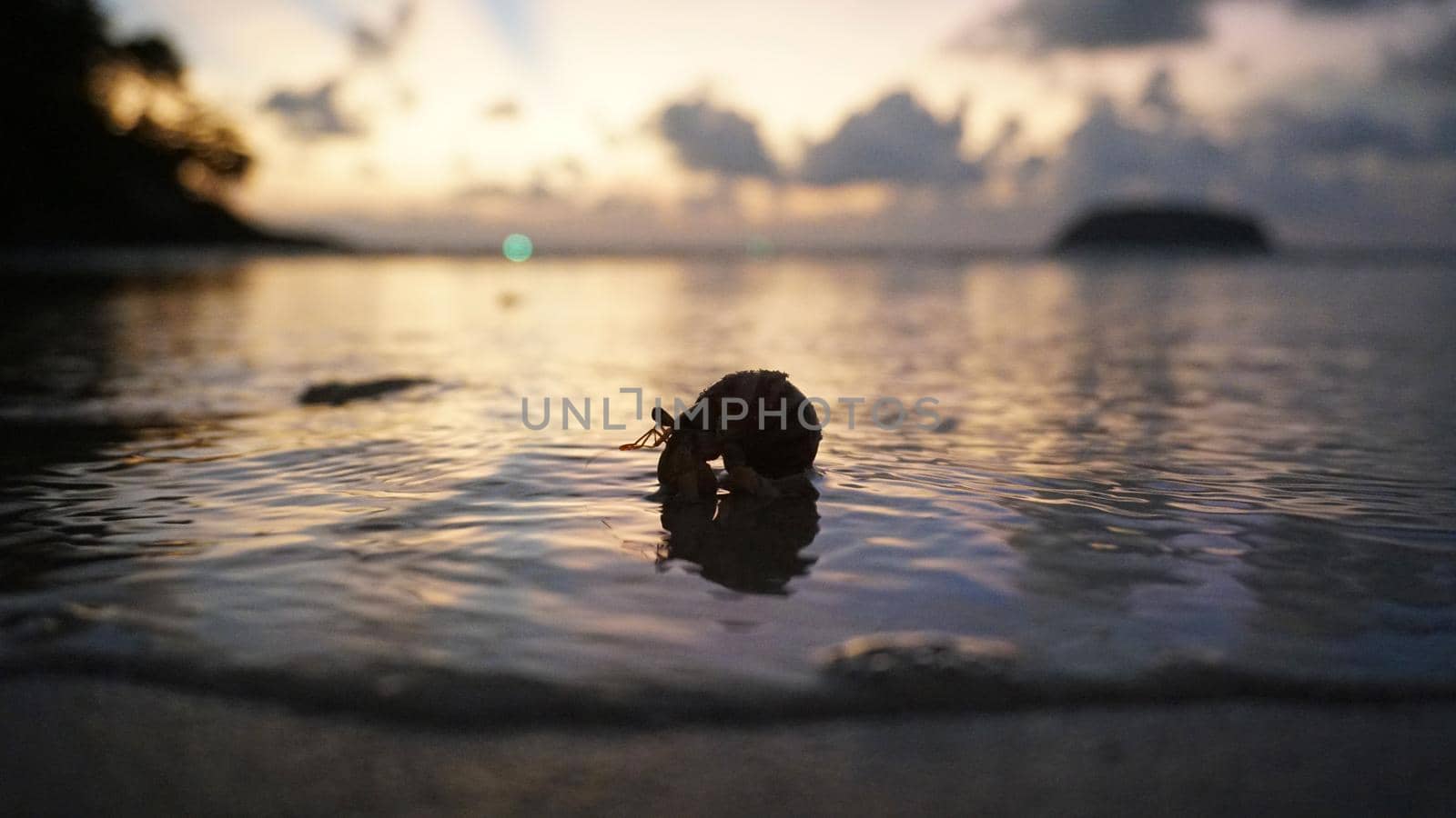 Hermit crab with cute eyes runs on the sand. Leaves footprints. Yellow sand, sunset. The rays of the sun are reflected in the sea. An island is visible in the distance. There are twigs and jellyfish