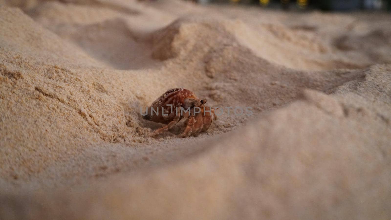 Hermit crab with cute eyes runs on the sand. by Passcal