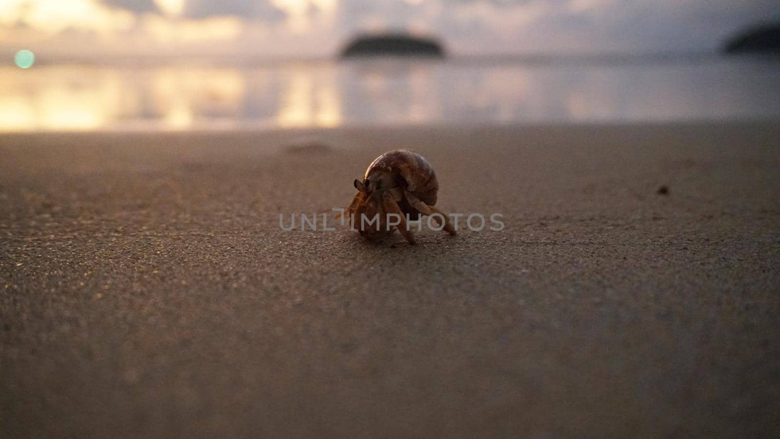 Hermit crab with cute eyes runs on the sand. Leaves footprints. Yellow sand, sunset. The rays of the sun are reflected in the sea. An island is visible in the distance. There are twigs and jellyfish