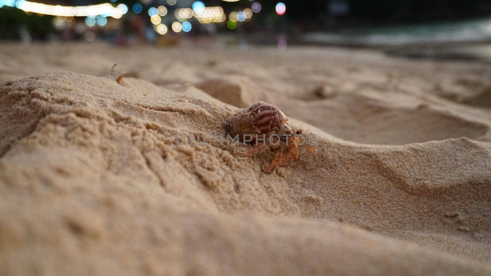 Hermit crab with cute eyes runs on the sand. by Passcal