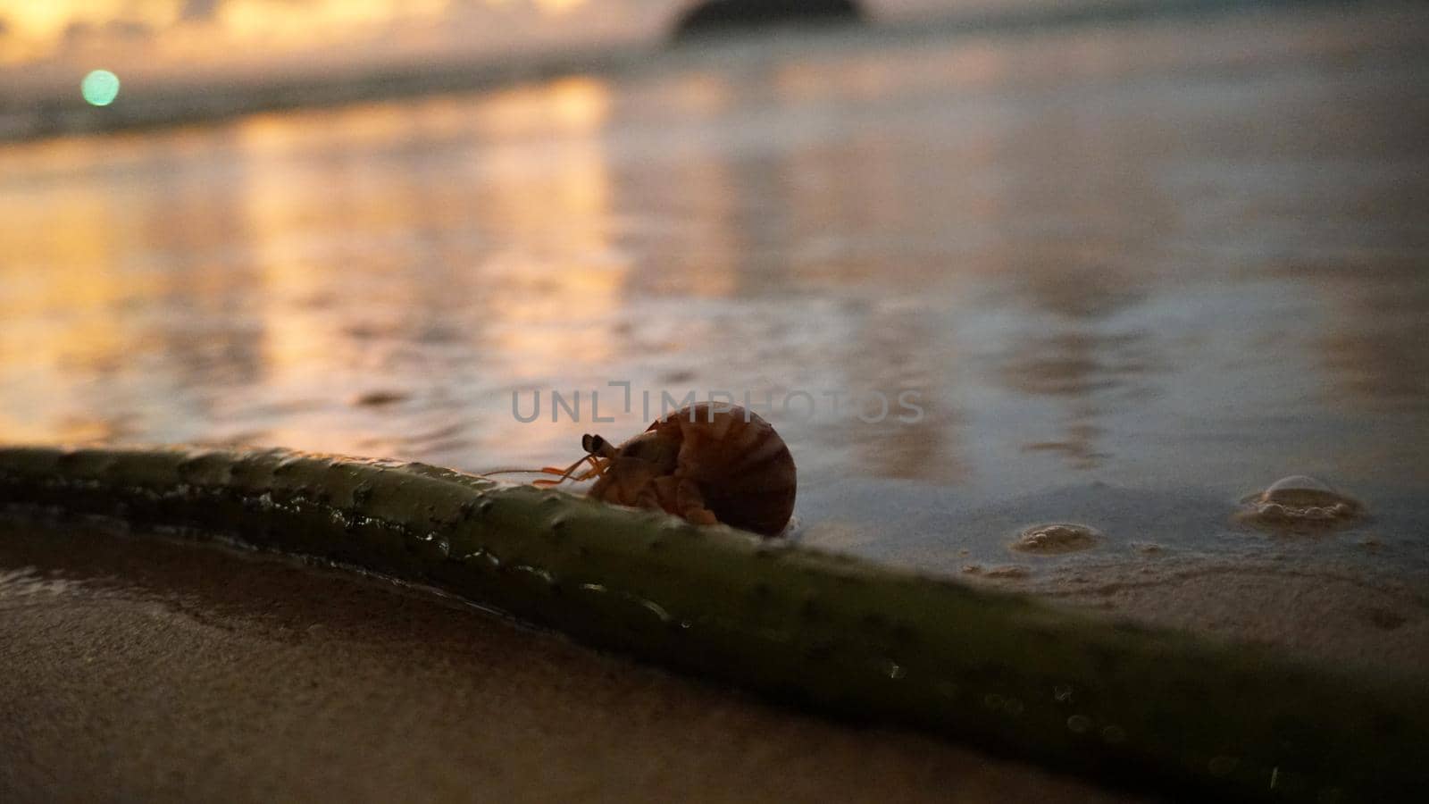Hermit crab with cute eyes runs on the sand. by Passcal