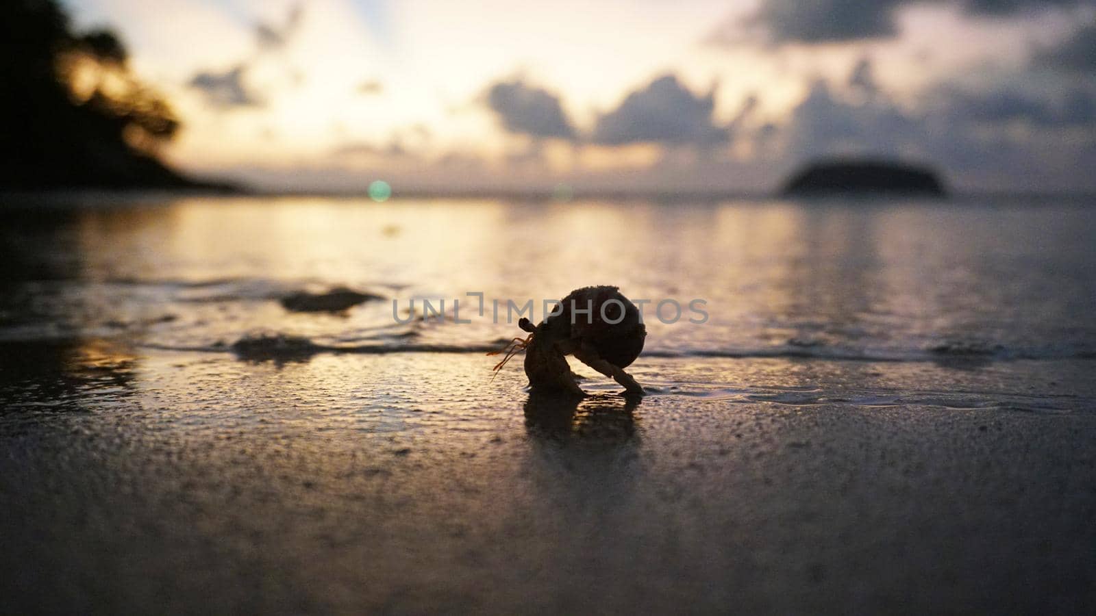 Hermit crab with cute eyes runs on the sand. Leaves footprints. Yellow sand, sunset. The rays of the sun are reflected in the sea. An island is visible in the distance. There are twigs and jellyfish