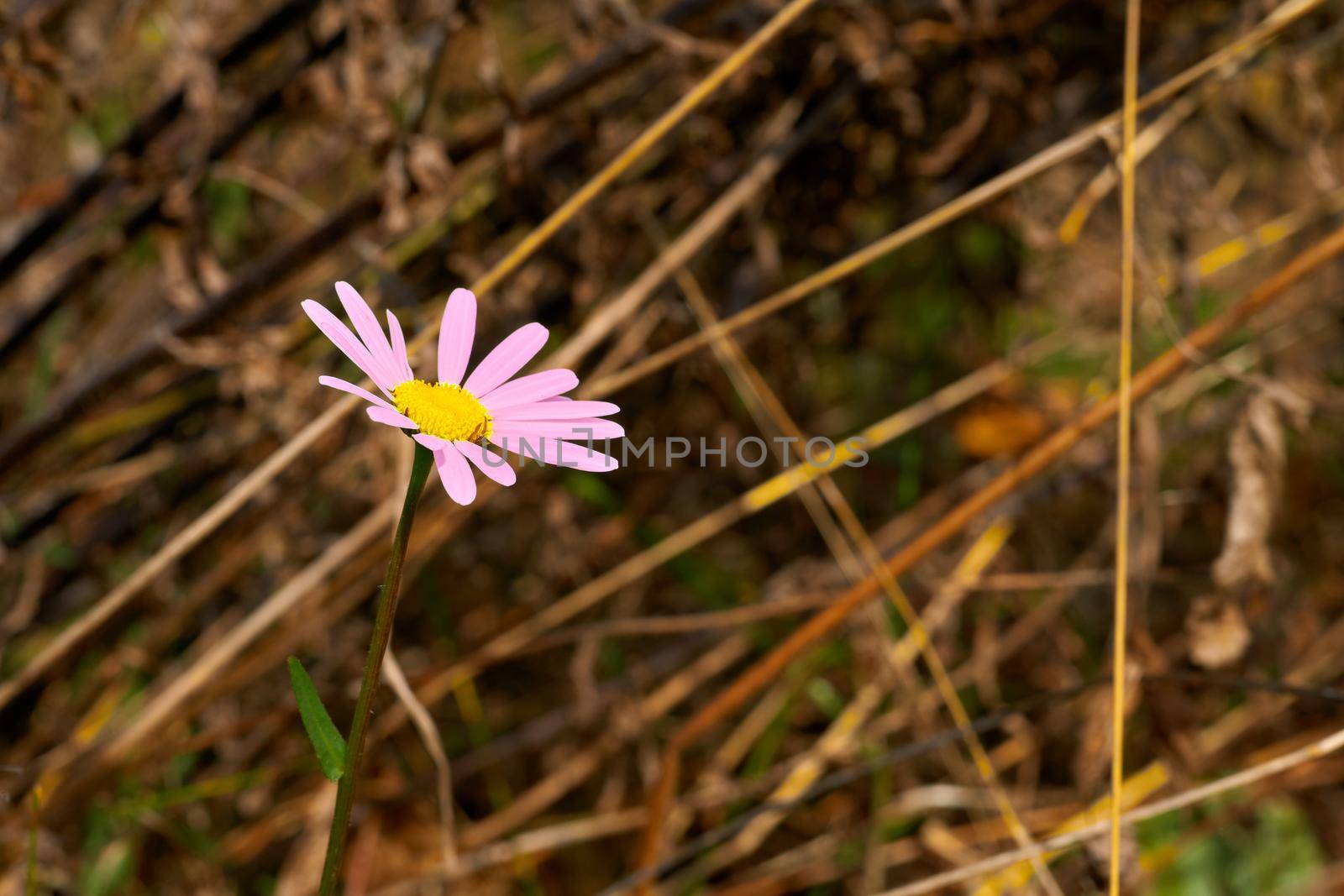 Pink chamomile flower on the background of dried medicinal herb by jovani68