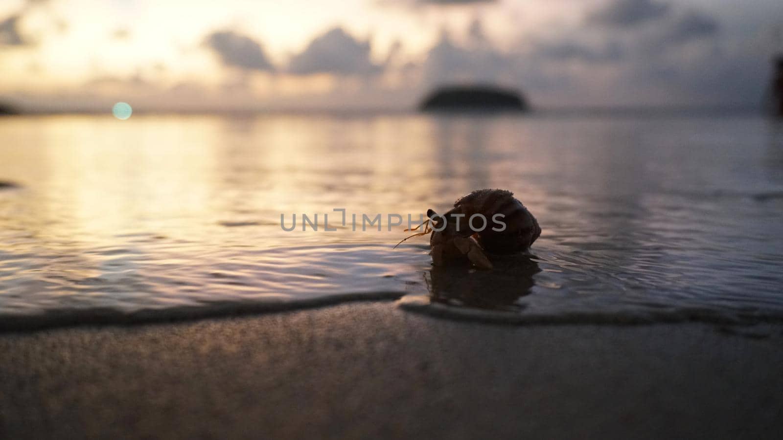 Hermit crab with cute eyes runs on the sand. by Passcal