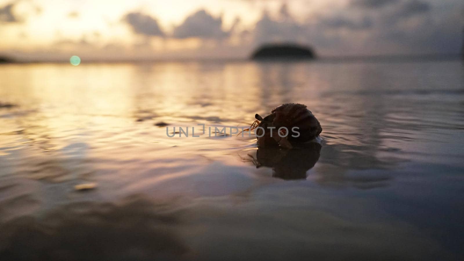 Hermit crab with cute eyes runs on the sand. Leaves footprints. Yellow sand, sunset. The rays of the sun are reflected in the sea. An island is visible in the distance. There are twigs and jellyfish