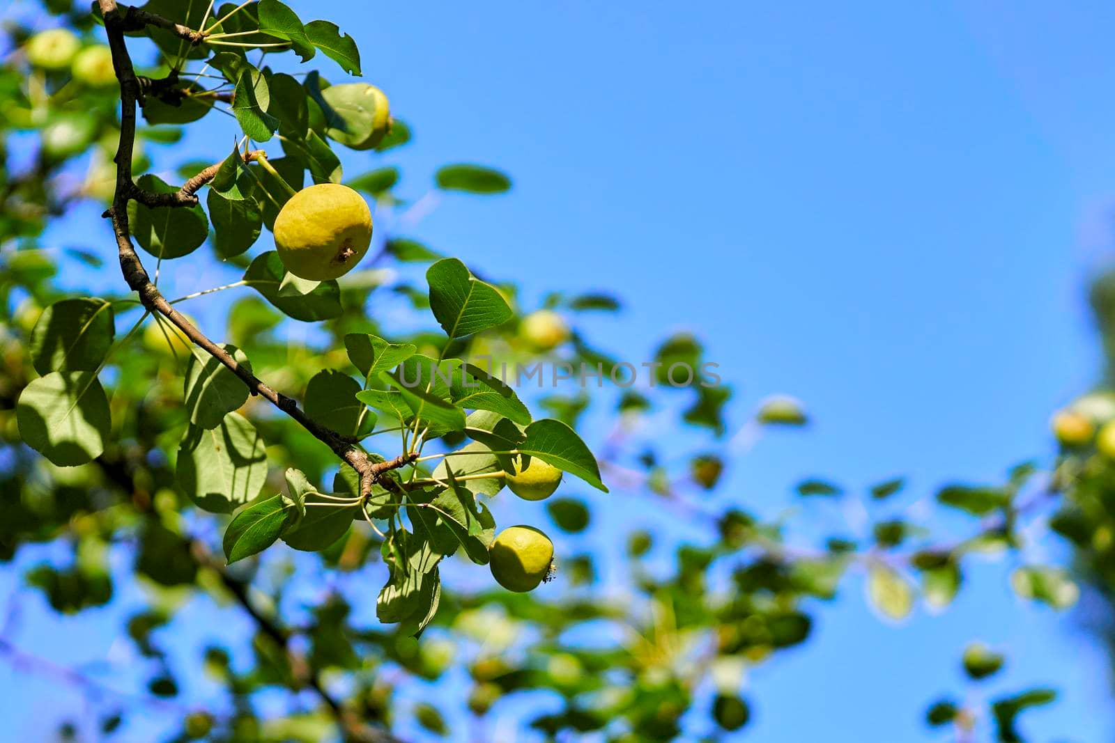 Green branch with ripe pear and blue sky by jovani68