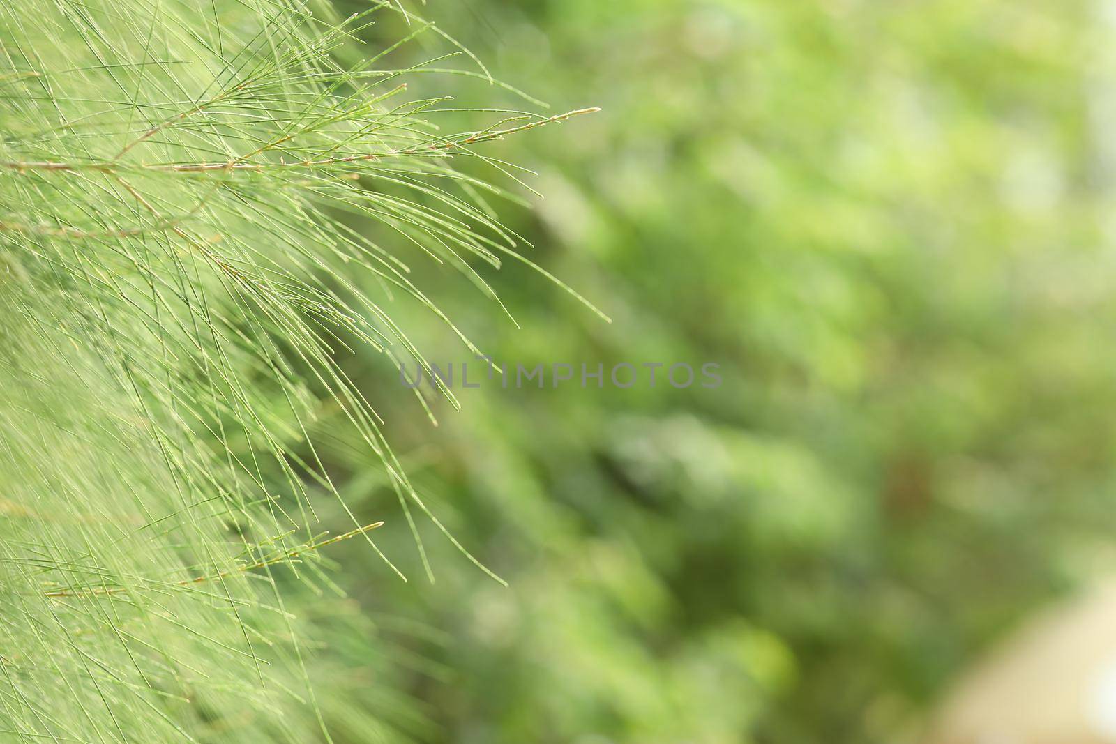 Green color horsetail tree leaf background by smuay