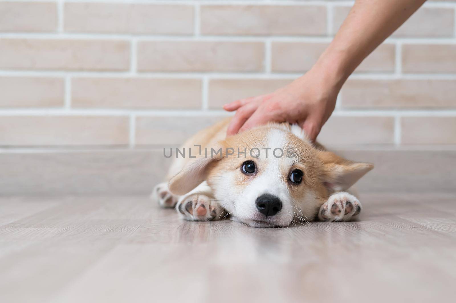 The owner gently strokes the lying Welsh Corgi puppy