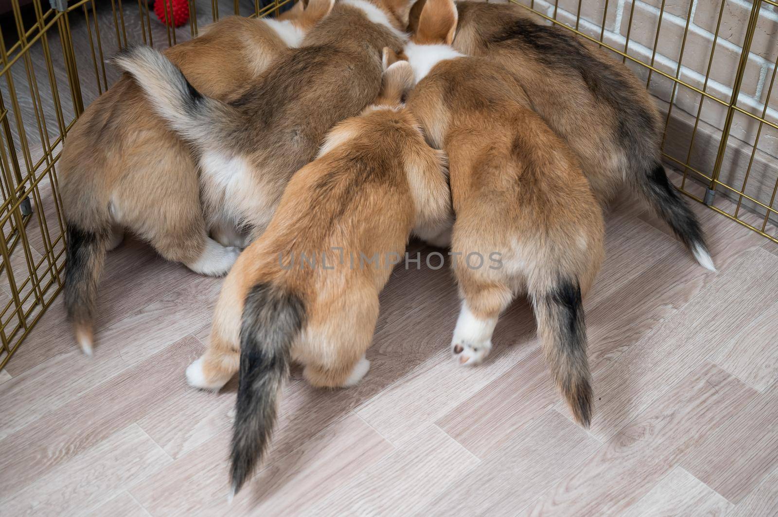 Corgi puppies crowded around the aviary