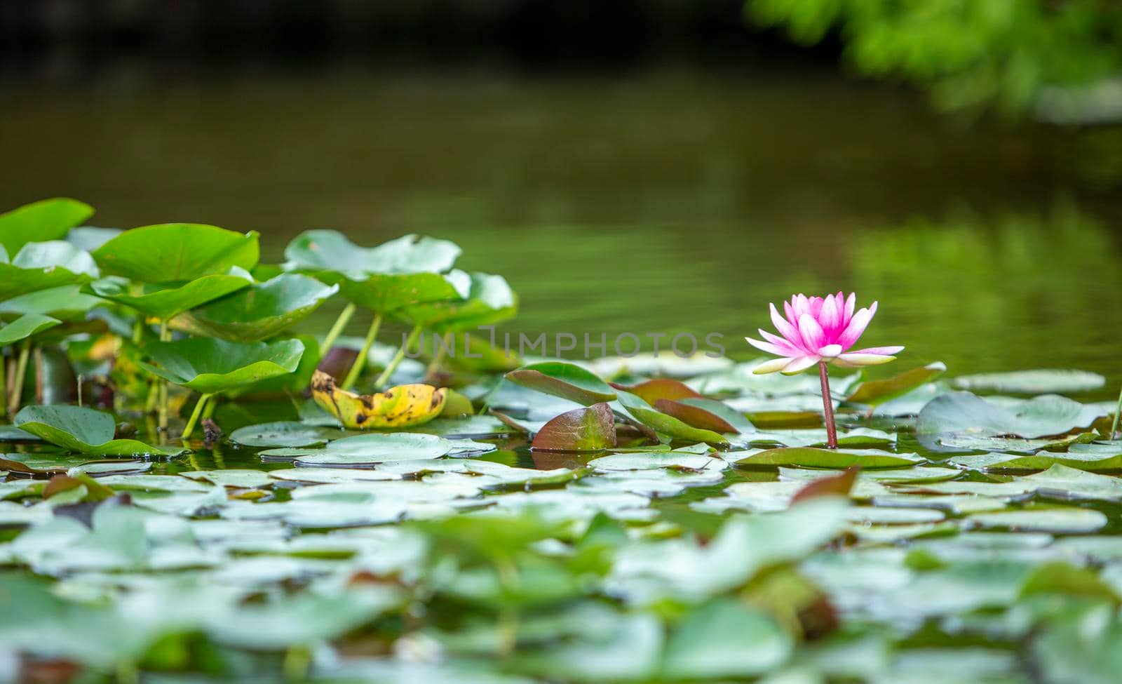 water lily and lotus flowers in pond lake with blooming flowers by tinofotografie
