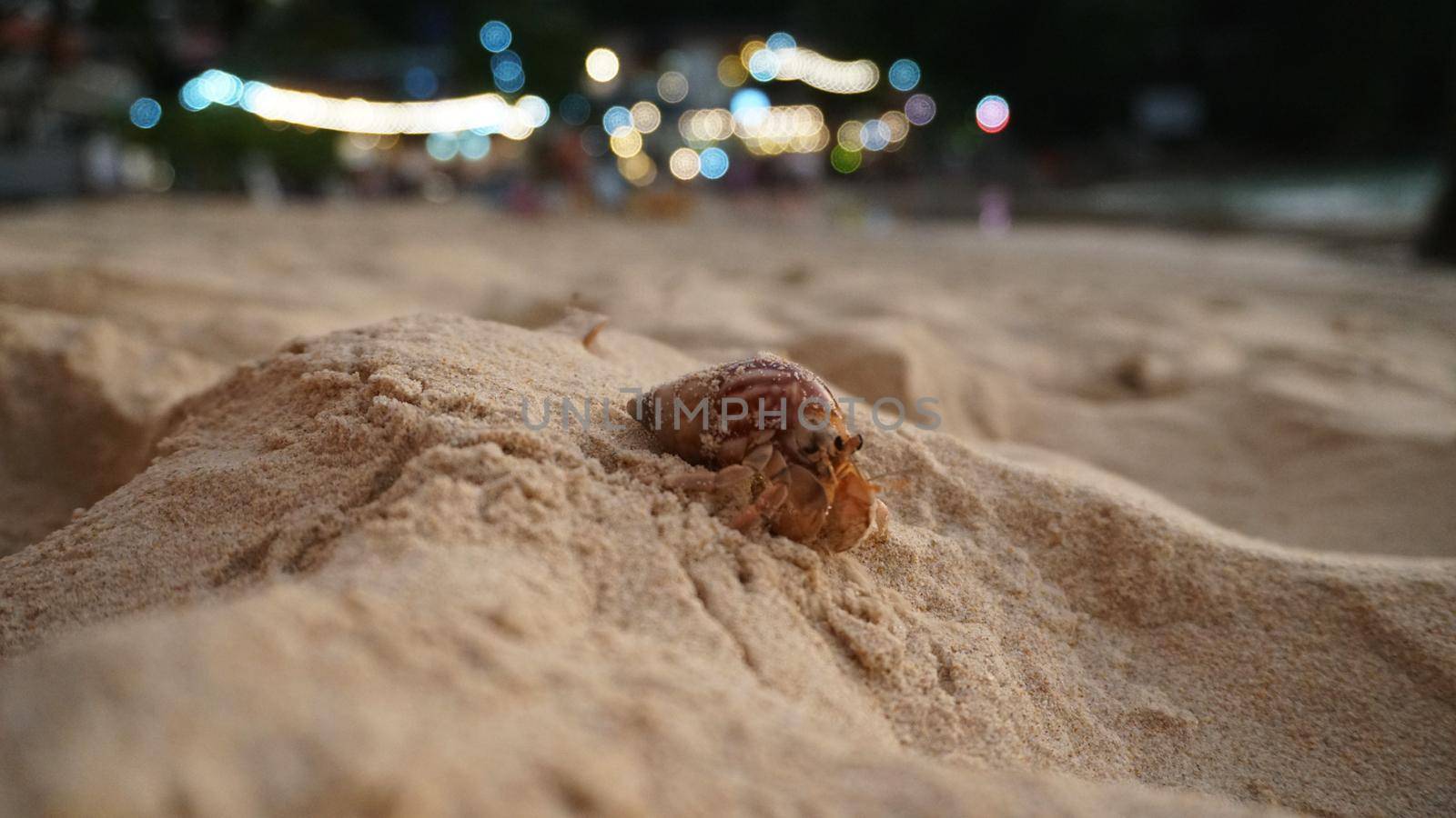 Hermit crab with cute eyes runs on the sand. by Passcal