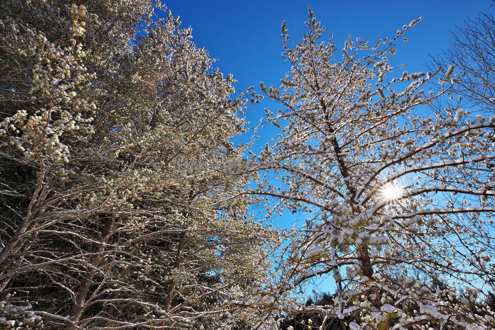 Beautiful Winter Landscape with Evergreen Coniferous Trees Covered in Snow on a Sunny Blue Sky Day by markvandam