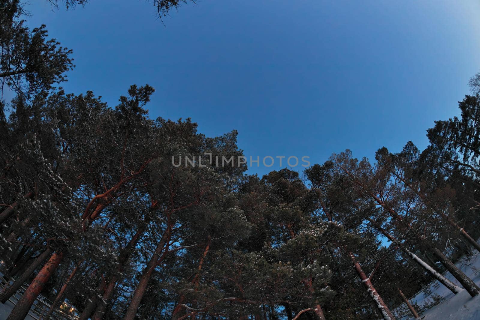 Atmospheric Fisheye Perspective of Snow Covered Pine Trees at Twilight. High quality photo