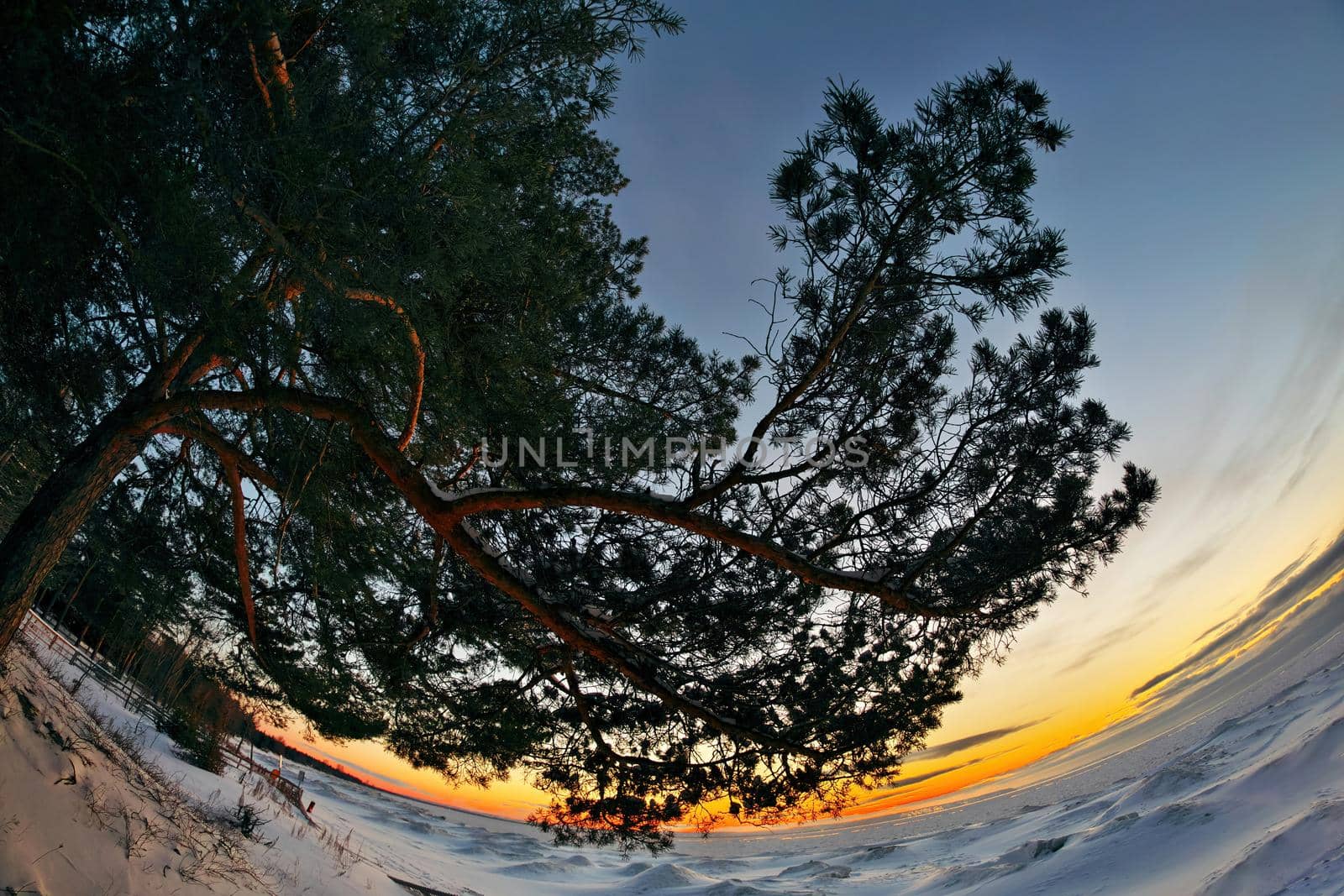 Atmospheric Fisheye Perspective of Dramatic Snow Covered Pine Tree at Twilight Sunset Overlooking Frozen Georgian Bay at Woodland Beach. High quality photo