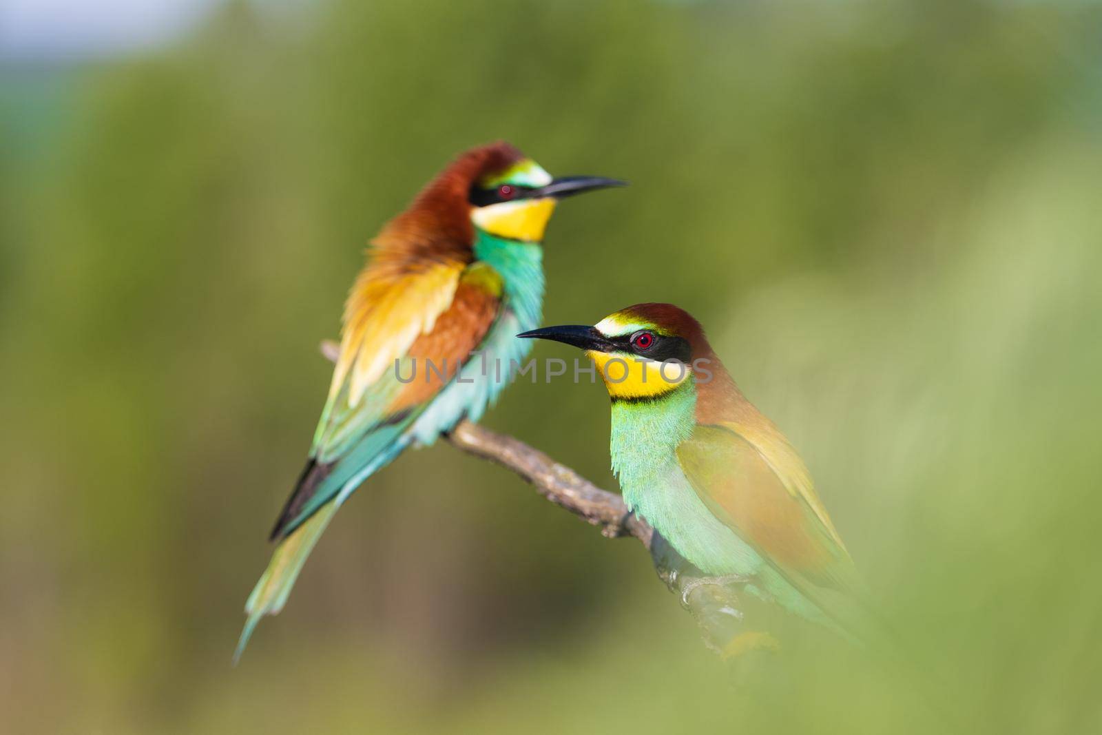 birds of paradise bee-eaters among spring greenery , wild nature