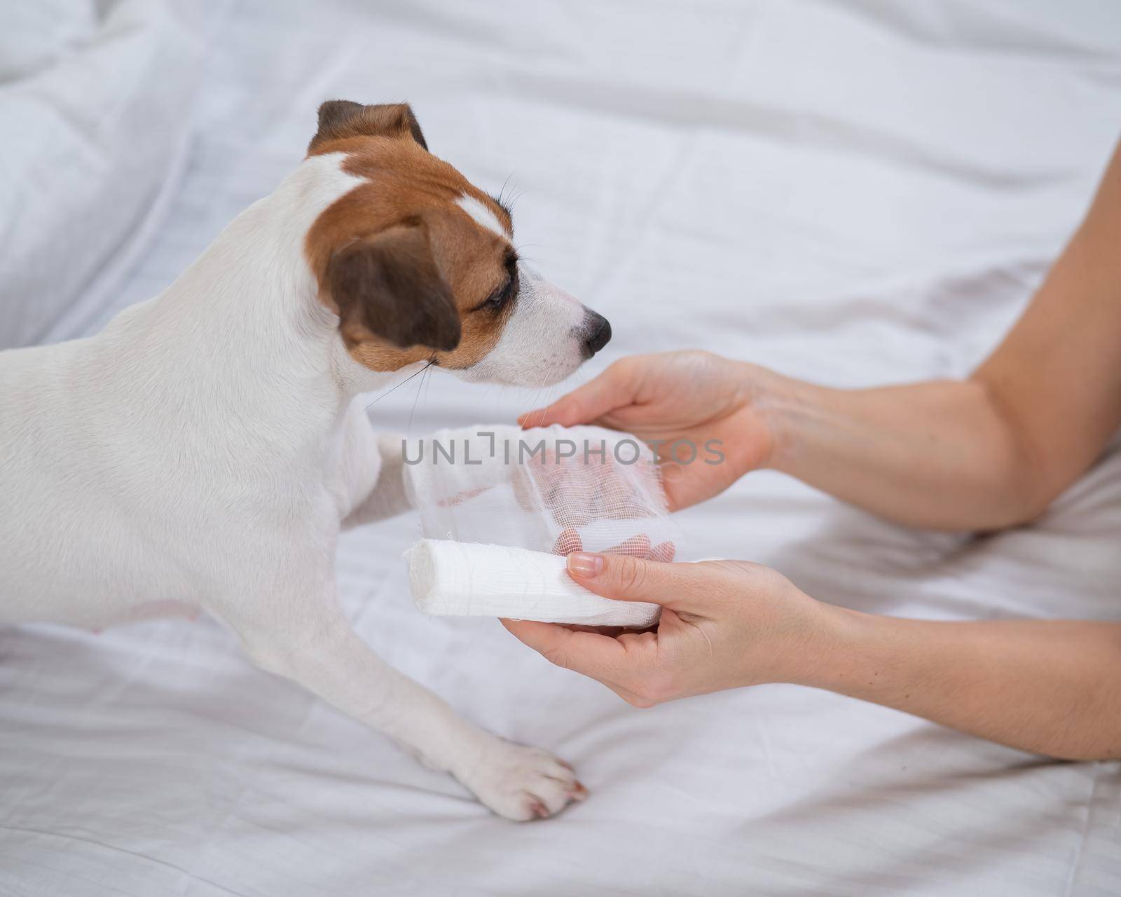 Veterinarian bandaging the paw of a Jack Russell Terrier dog