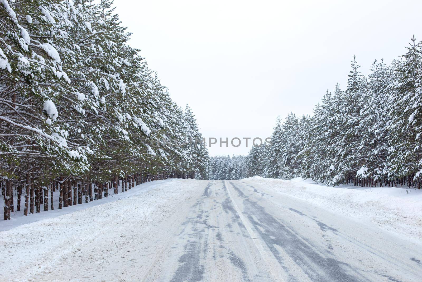 landscape of snowy winter road through a pine forest outside the city. Horizontal