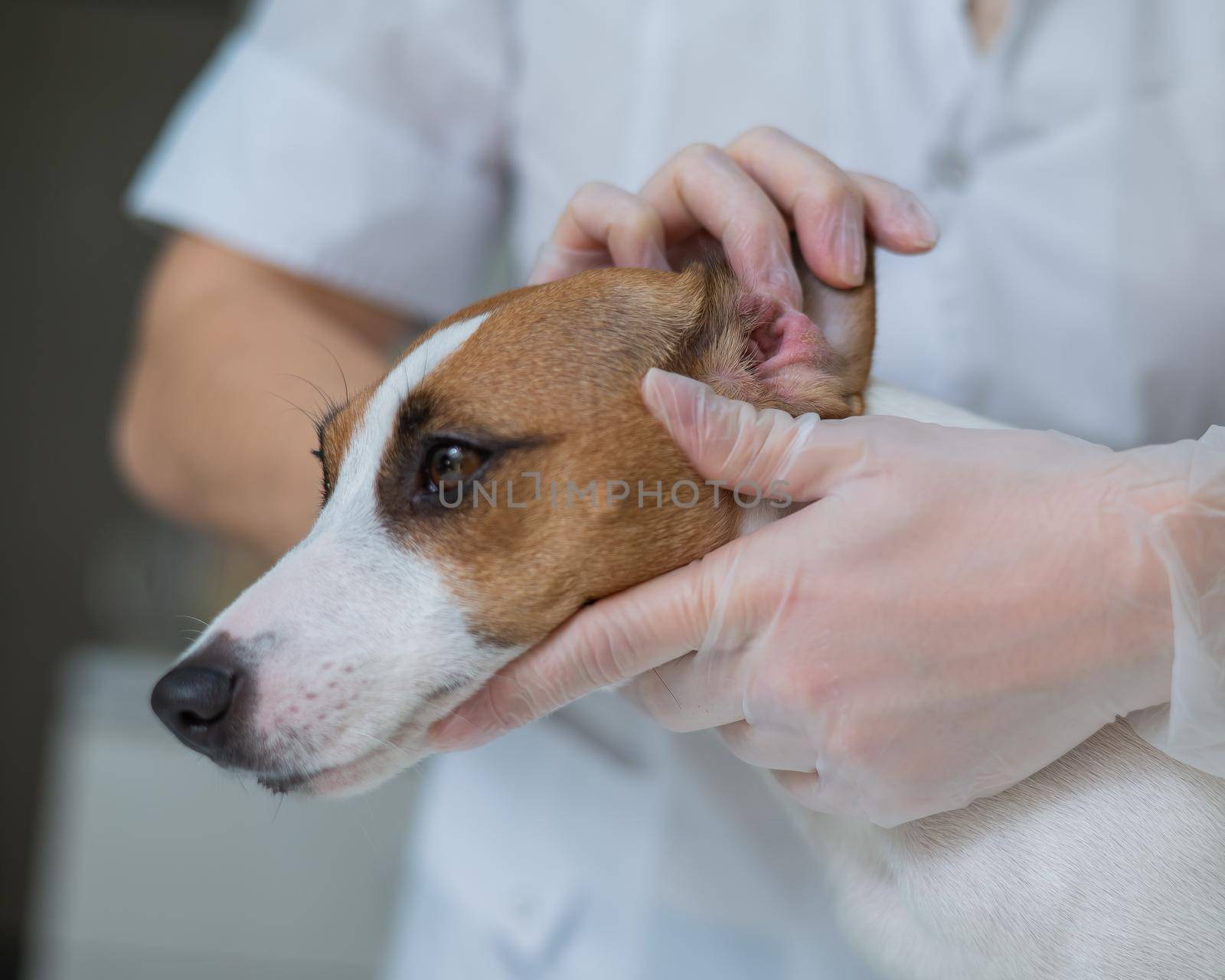 The veterinarian examines the dog's ears. Jack Russell Terrier Ear Allergy