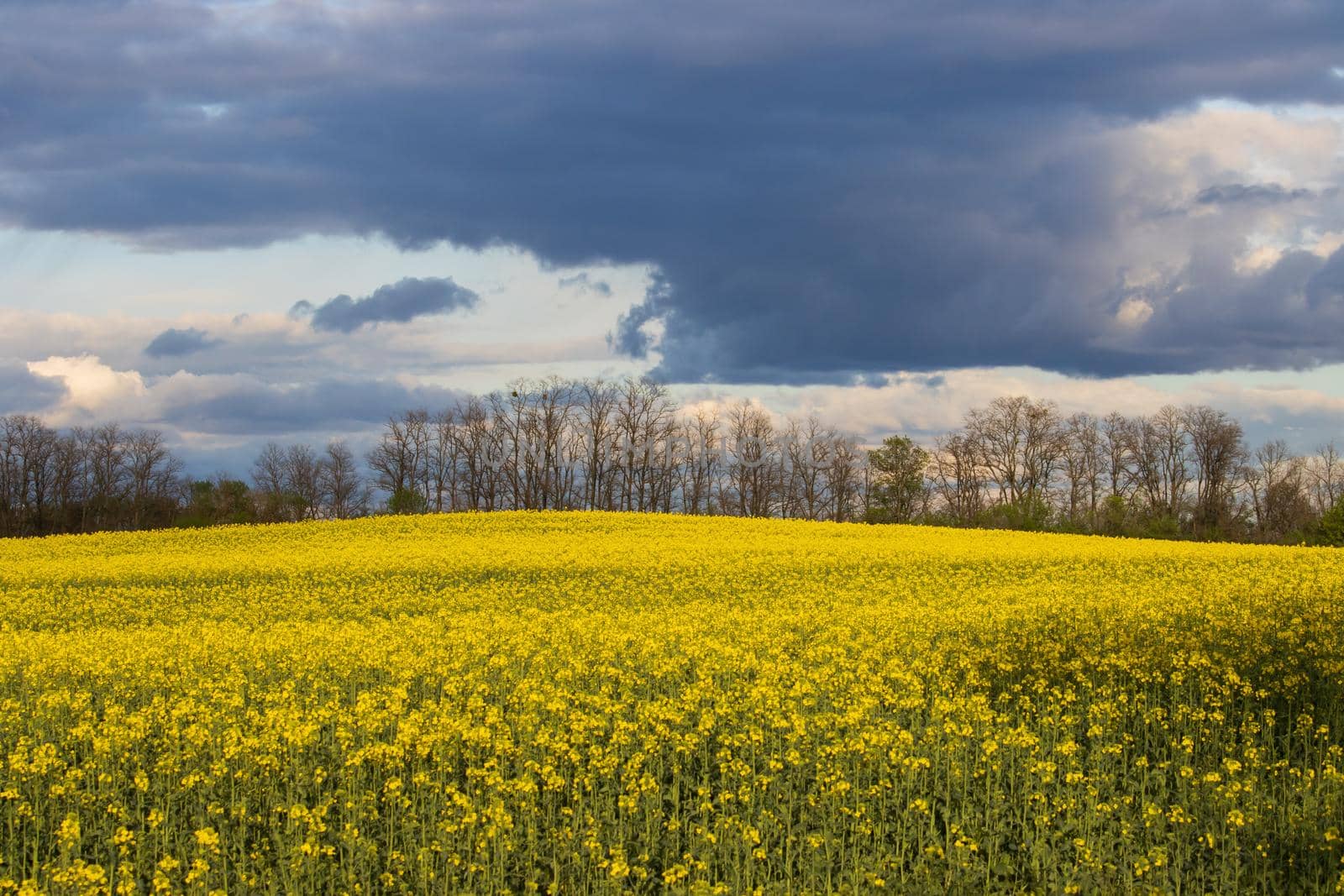 beautiful field of rapeseed against the backdrop of sunset by drakuliren