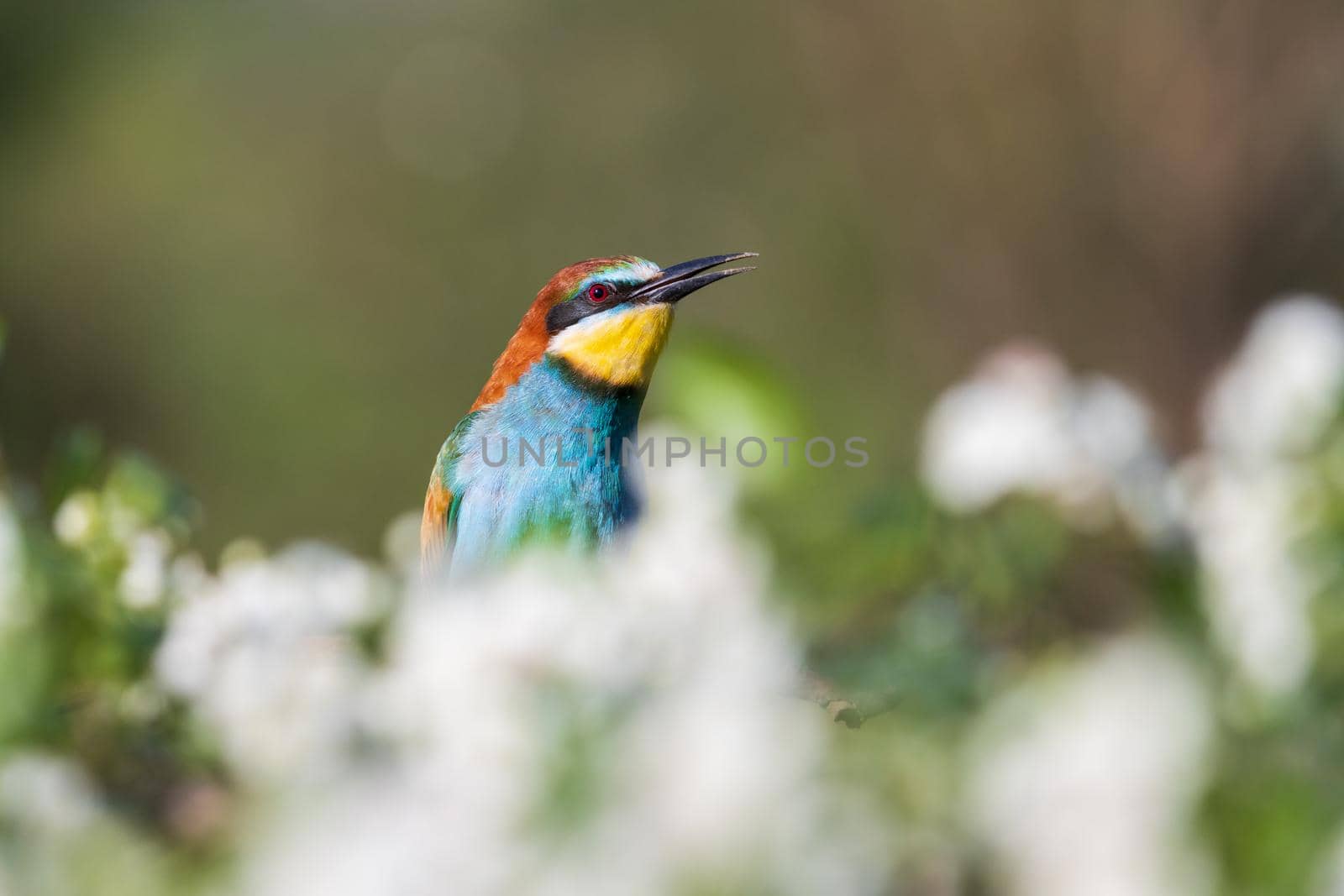 colorful bee-eater bird sings among flowers in spring , wild nature