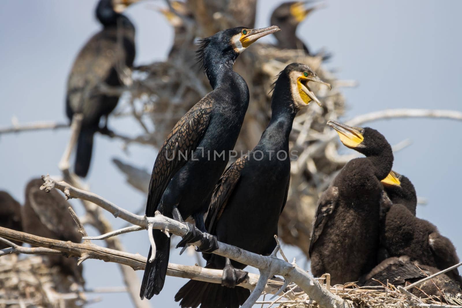 cormorant family basking in the sun , wild nature