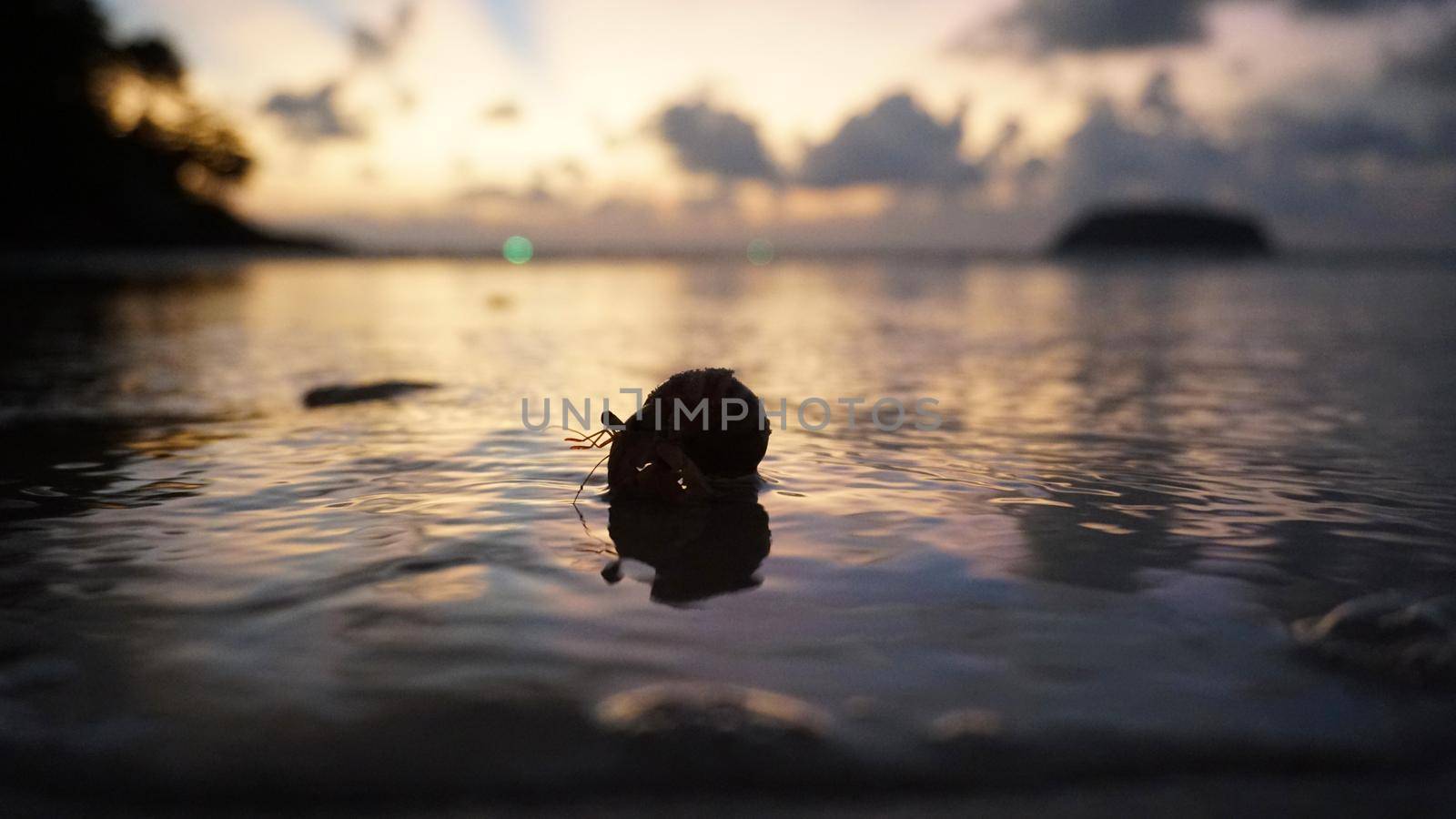 Hermit crab with cute eyes runs on the sand. by Passcal