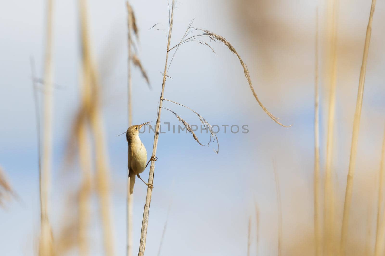 small bird gathers material for a nest , wild nature